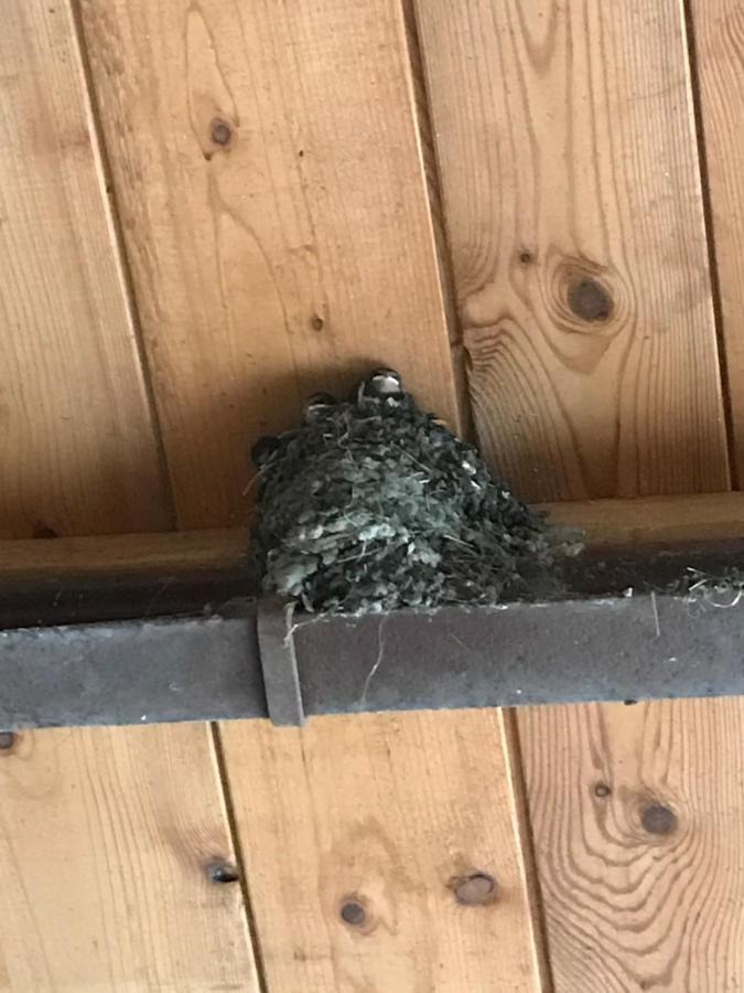 Hering Fewo II Apartment Balcony Wiek auf Rügen المظهر الخارجي الصورة